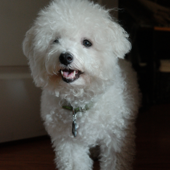 bichon frise dog adult bichon frise dog
